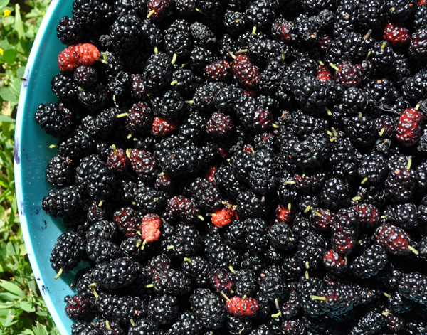 Mulberry